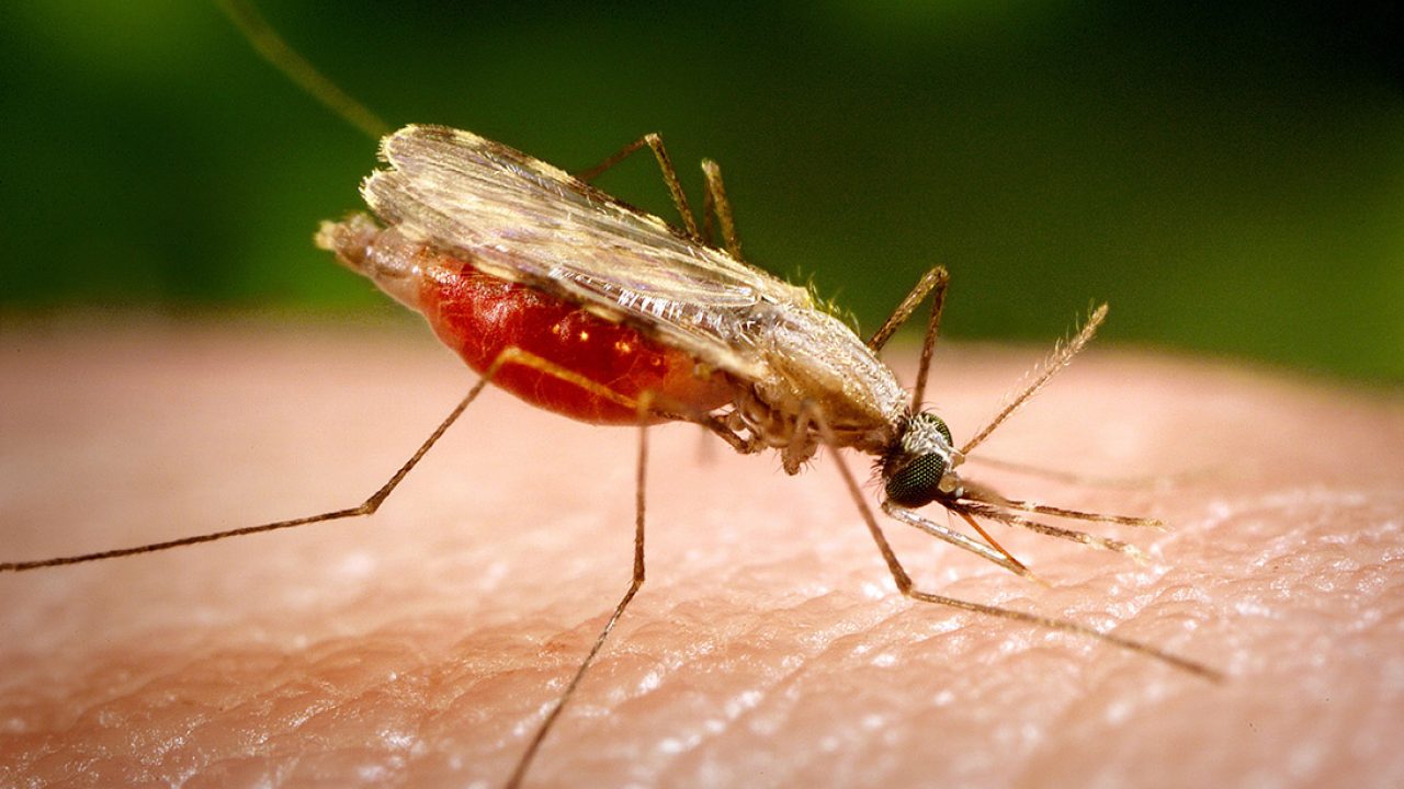 Cómo evitar las picaduras de mosquito? - Noticias Grupo Recoletas