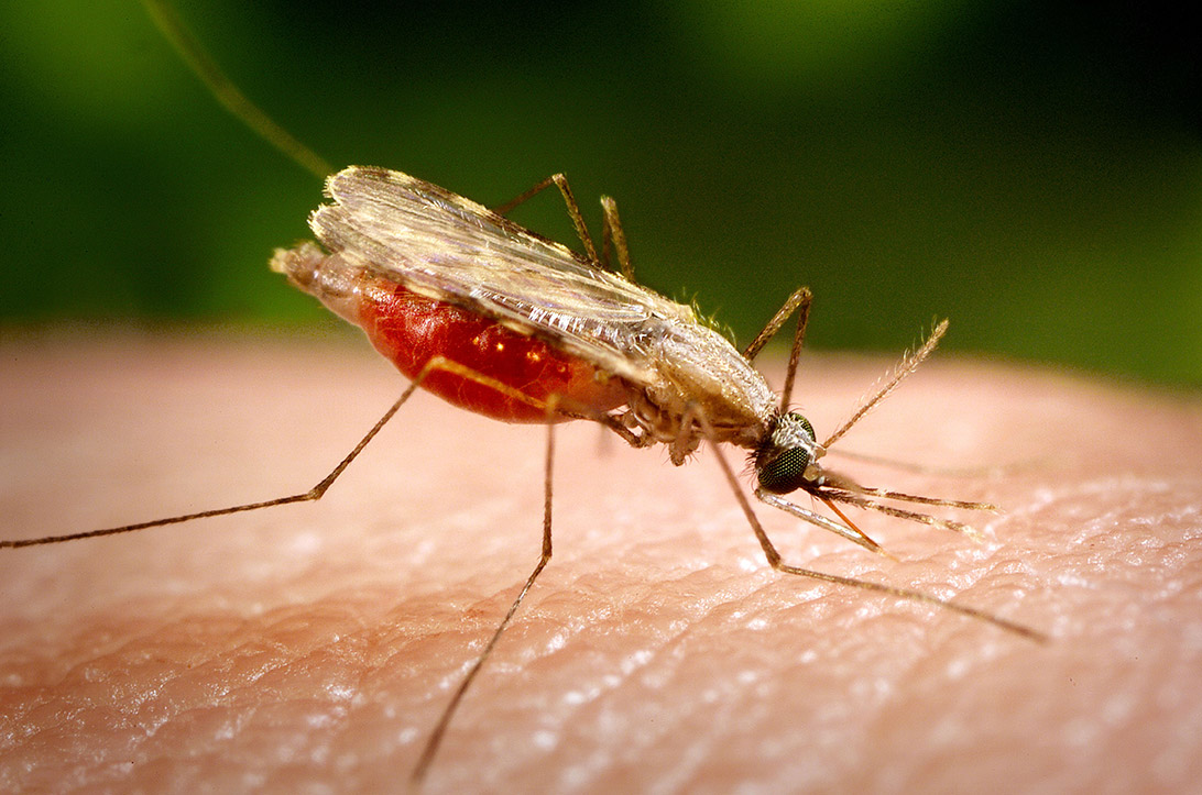 Cómo evitar las picaduras de mosquito? - Noticias Grupo Recoletas